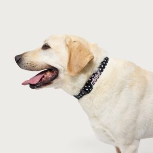Spotted Edikted Pet Collar